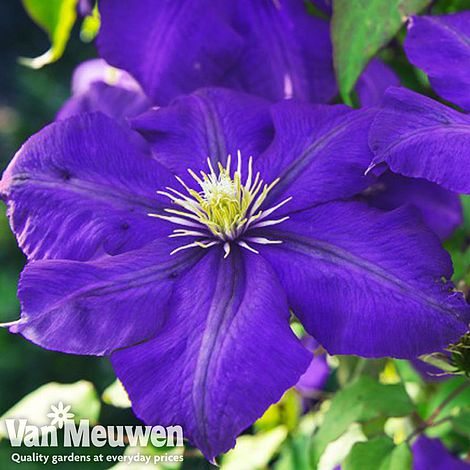 Clematis 'General Sikorski'