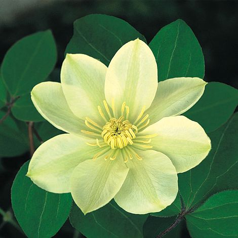 Clematis 'Guernsey Cream'