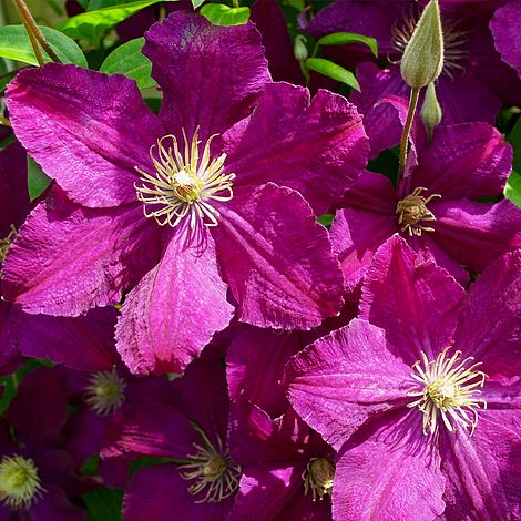 Clematis 'Kardynal Wyszynski'