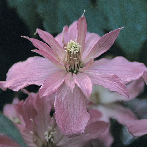 Clematis 'Broughton Star'