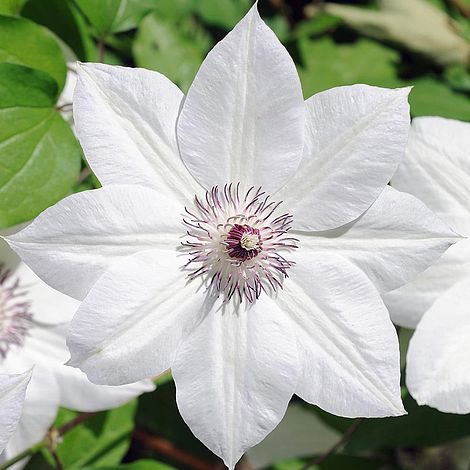 Clematis 'Snow Queen'