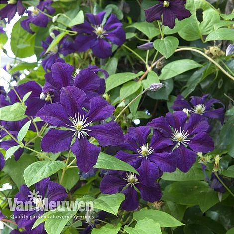 Clematis 'Étoile Violette'