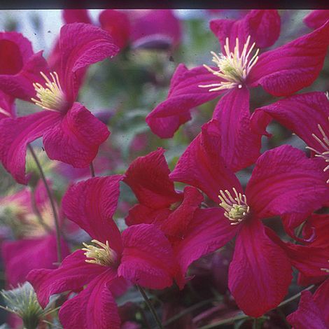 Clematis viticella 'Royal Velours'