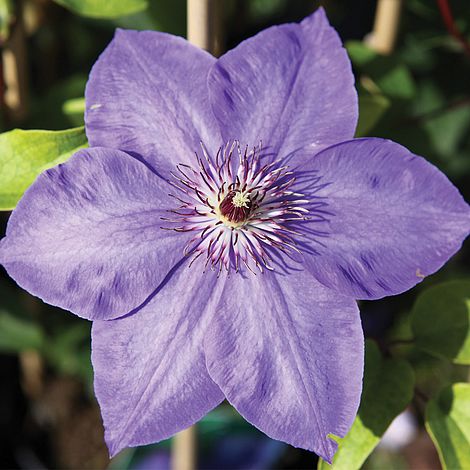 Clematis viticella 'Xerxes'