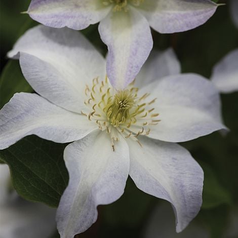 Clematis 'Yukikomachi'