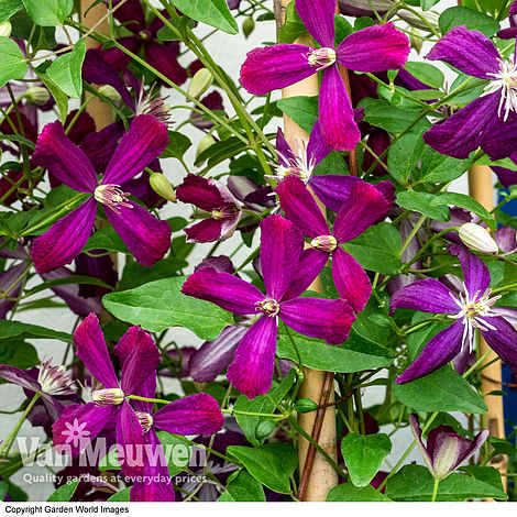 Clematis flammula 'Sweet Summer Love'