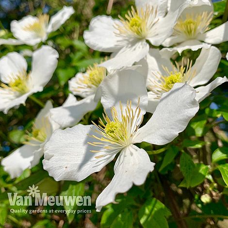 Clematis montana 'Grandiflora'