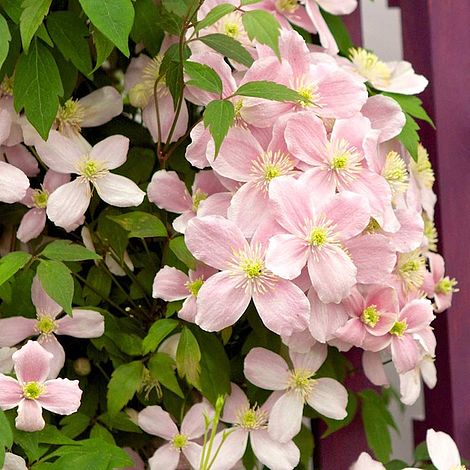 Clematis montana Plant - Rubens