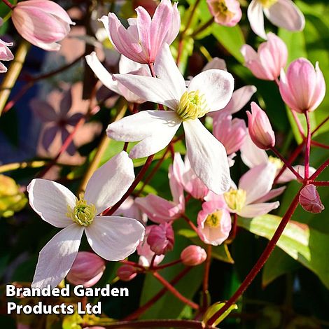 Clematis armandii 'Apple Blossom'