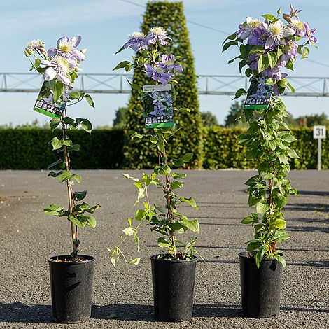 Clematis 'Blue Light'