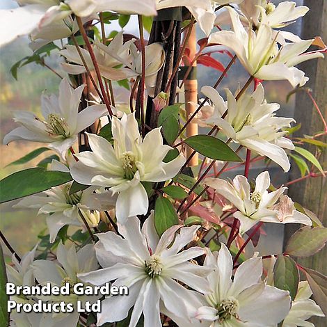 Clematis montana 'Champagne Truffle'