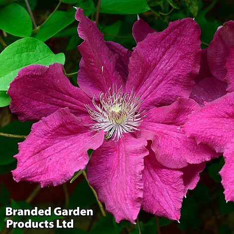 Clematis 'Ernest Markham'