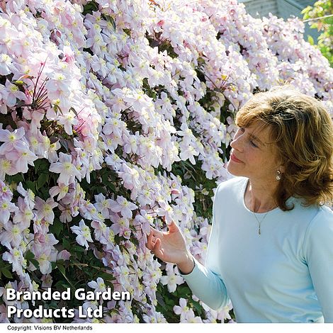 Clematis montana 'Mayleen'