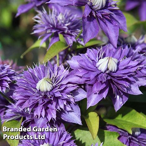 Clematis 'Multi Blue'