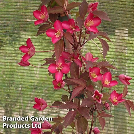 Clematis montana 'Red Velvet Truffle'