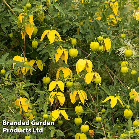 Clematis tangutica