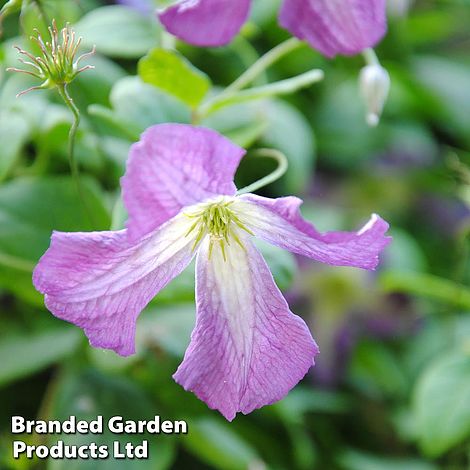 Clematis viticella