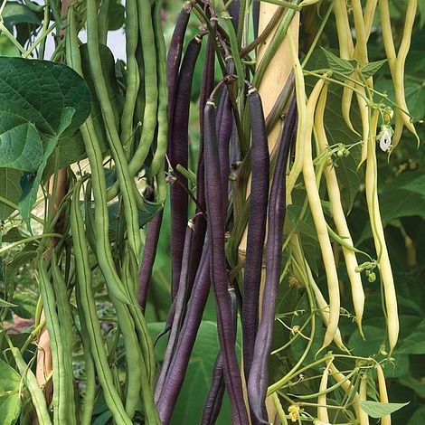 Climbing Bean Mixed