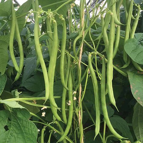 Climbing Bean 'Mamba'