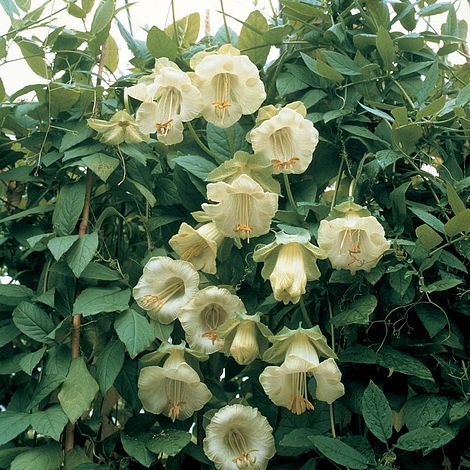 Cobaea scandens f. alba