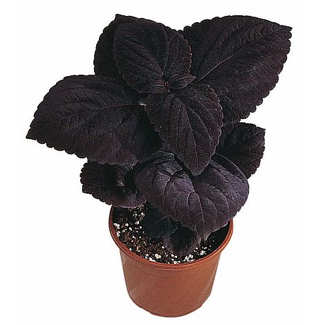 Coleus 'Palisandra'