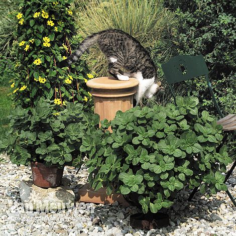 Coleus canina 'Scaredy Cat'