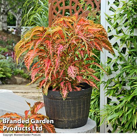 Coleus Premium 'Sun Coral Candy'