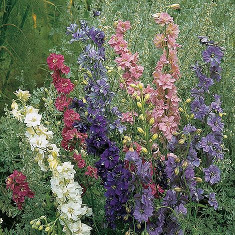 Larkspur 'T&M Improved'