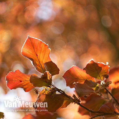 Copper Beech (Hedging)