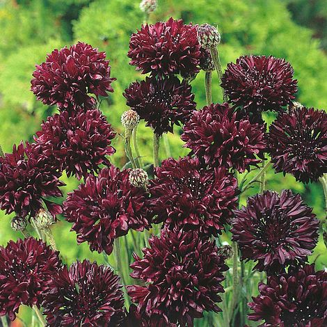 Cornflower 'Black Ball'