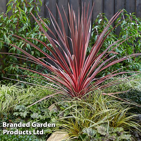 Cordyline 'Charlie Boy'