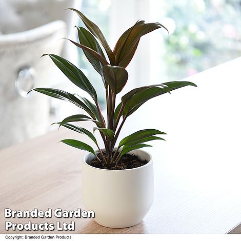 Cordyline 'Rumba' (House plant)