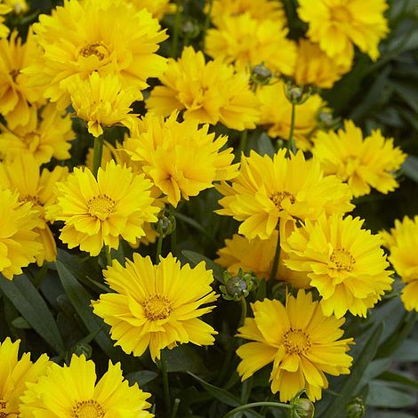 Coreopsis grandiflora 'Presto'