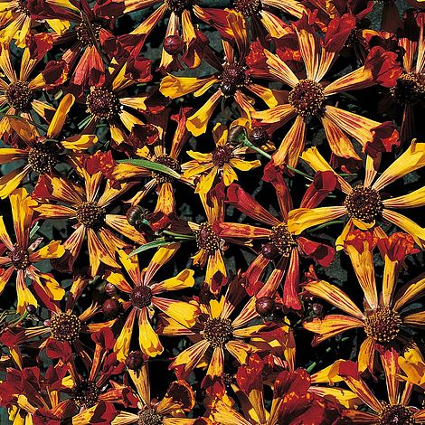 Coreopsis tinctoria 'Quills and Thrills Mixed'