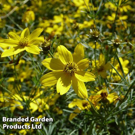 Coreopsis Verticillata Moonbeam