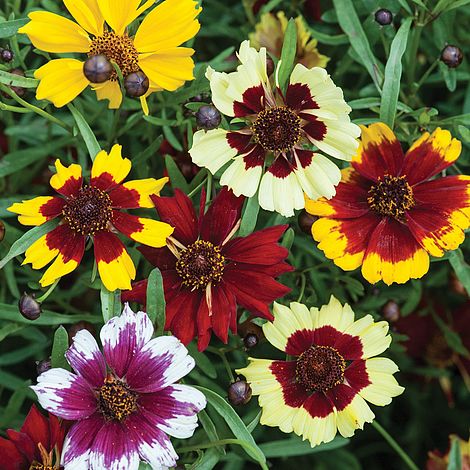 Coreopsis x hybrida 'Incredible Dwarf Mix'