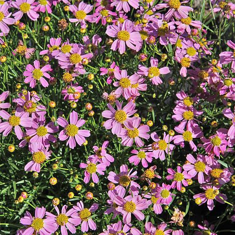 Coreopsis rosea 'American Dream'