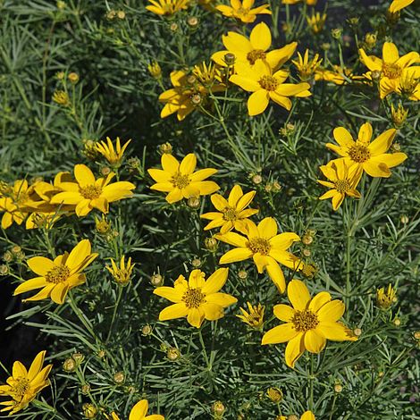 Coreopsis verticillata 'Zagreb'