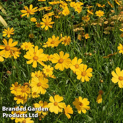 Coreopsis 'Schnittgold'