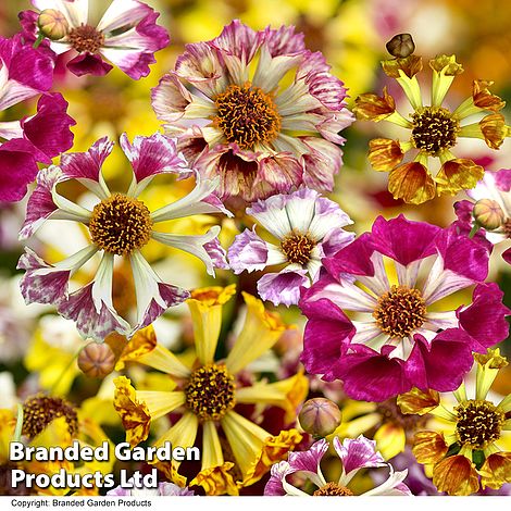 Coreopsis 'Incredible! Sea Shells Mix'