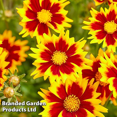 Coreopsis 'Solar Jewel'