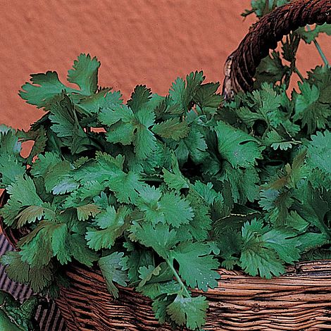 Coriander - Organic