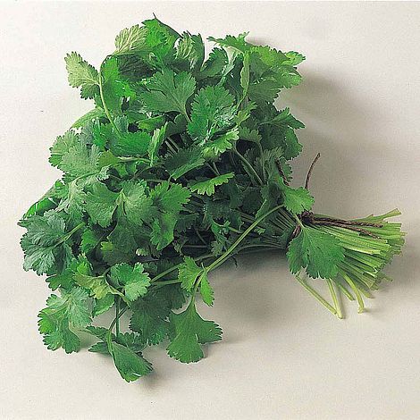 Coriander (Start-A-Garden™ Range)