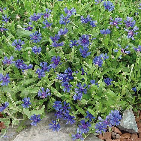 Cornflower 'Trailing Blue Carpet'