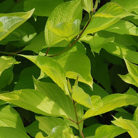 Cornus alba 'Aurea'