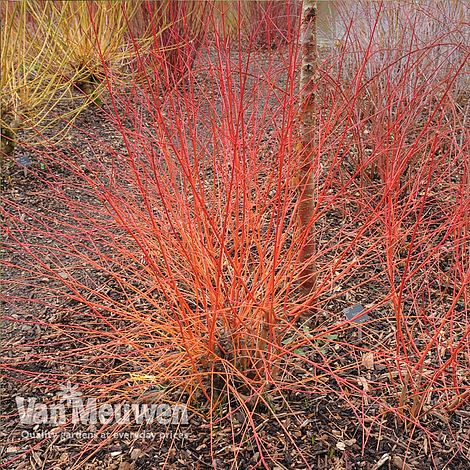 Cornus sanguinea 'Anny's Winter Orange'