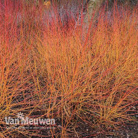 Cornus sanguinea 'Midwinter Fire'