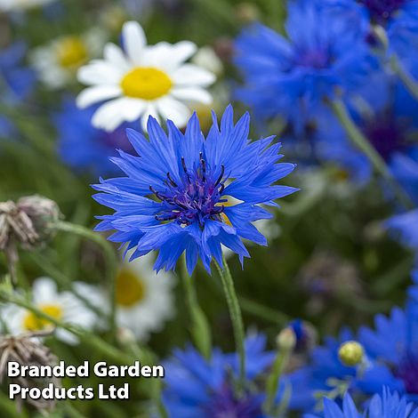 Cornflower 'Blue Boy'