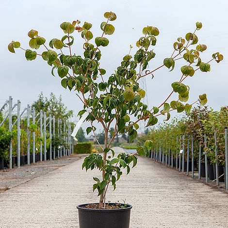 Cornus kousa 'Heart Throb'