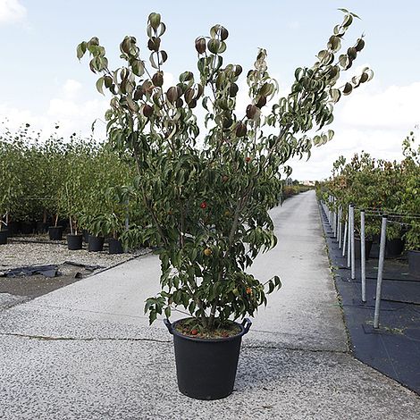 Cornus kousa 'Weisse Fontaine'